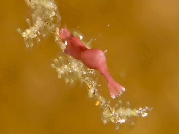 'Pink Bum' - Gabet Point