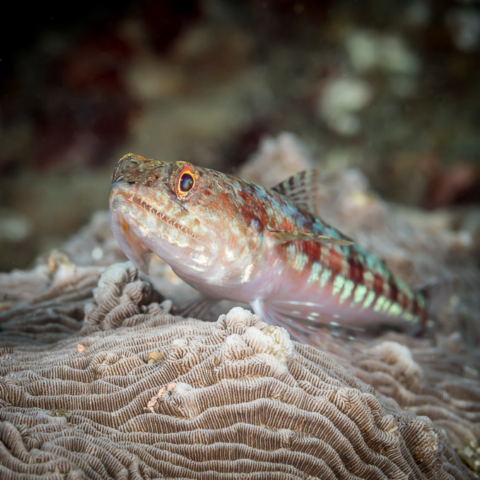 Lizardfish on Coral - Nudi Falls