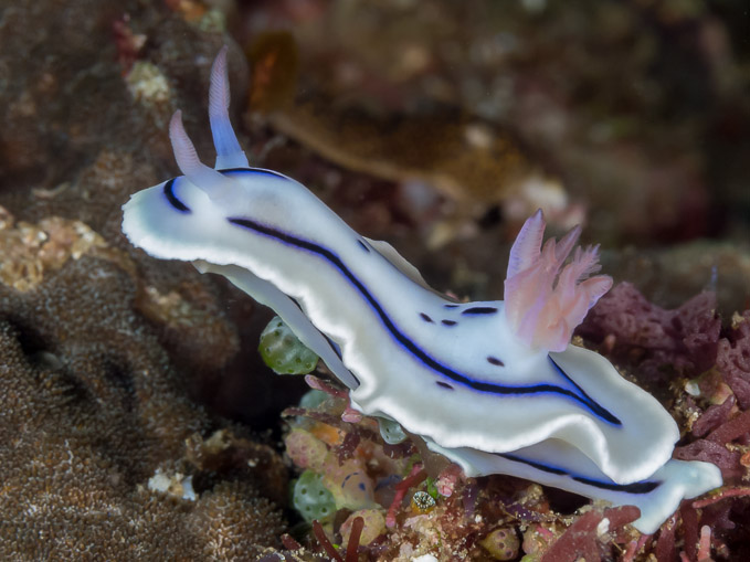 Willan's Chromodoris - Batu Mandi
