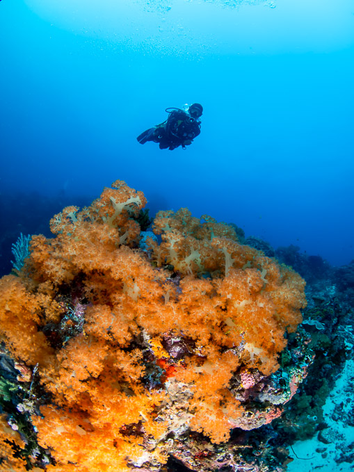 Diver and Yellow Soft Coral - Batu Sahaung