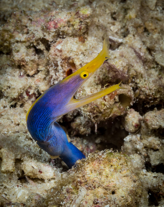 Blue Ribbon Eel - Tanjung Husi