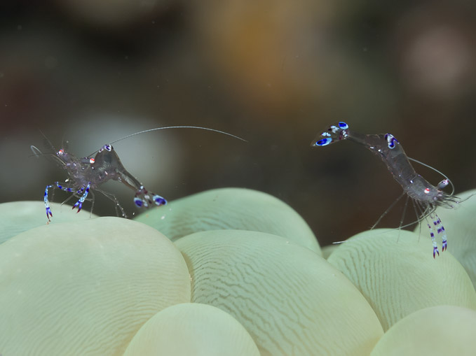 Paired Glass Shrimps - Tanjung Tiwoho