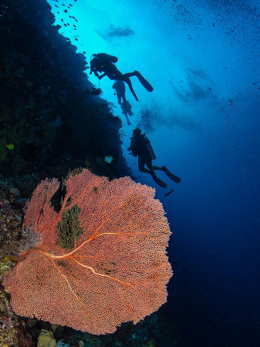 Wall and Seafan - Siladen Wall