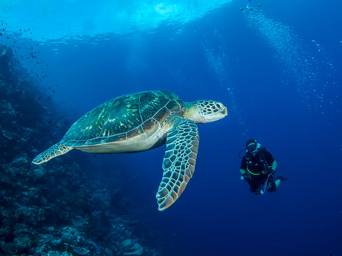 Diver and Turtle - Lekuan I