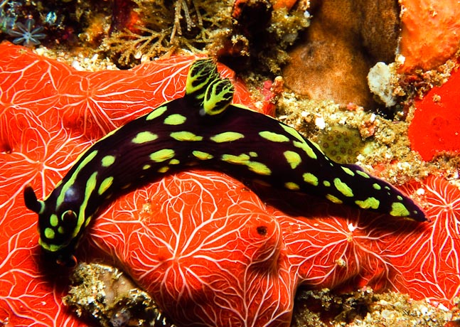Dusky Nembrotha - Komodo, Indonesia