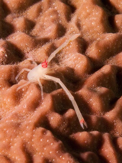 Squatlobster - Flamingo Reef