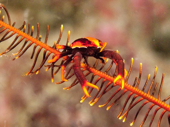 Elegant Squatlobster - Flamingo Reef
