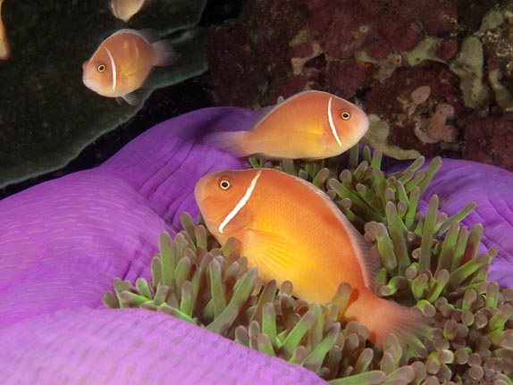 Pink Anemonefish - Akes Reef, PNG