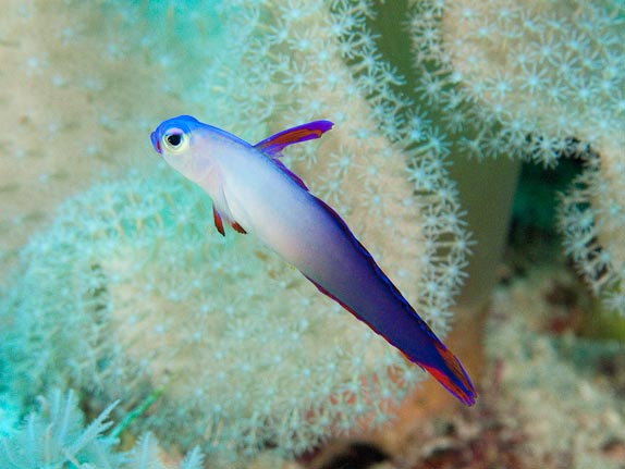 Decorated Dartfish - Janes Gully