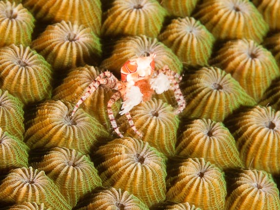 Boxer Crab on Coral - Kilibobs Knob