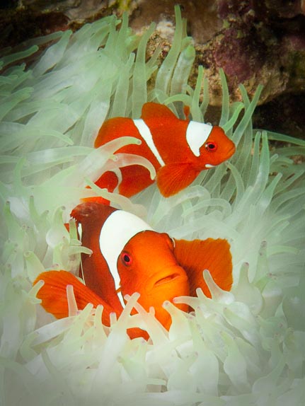 Spine-cheek Anemonefish - Inglis Shoal, PNG