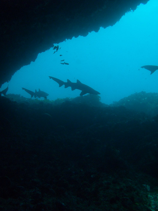 Sharks galore in cave entrance