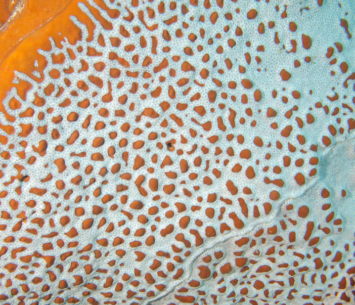 Sponge texture in orange and white
