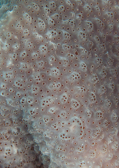 Grey sponge with stars