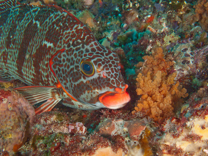 Friendly redlipped morwong