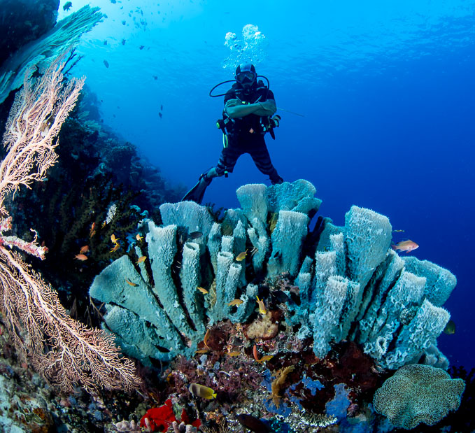 Ardi and Organ-pipe Sponges
