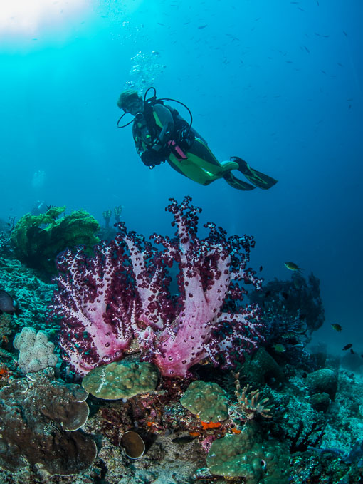 Dawn with Matching Pink Soft Coral