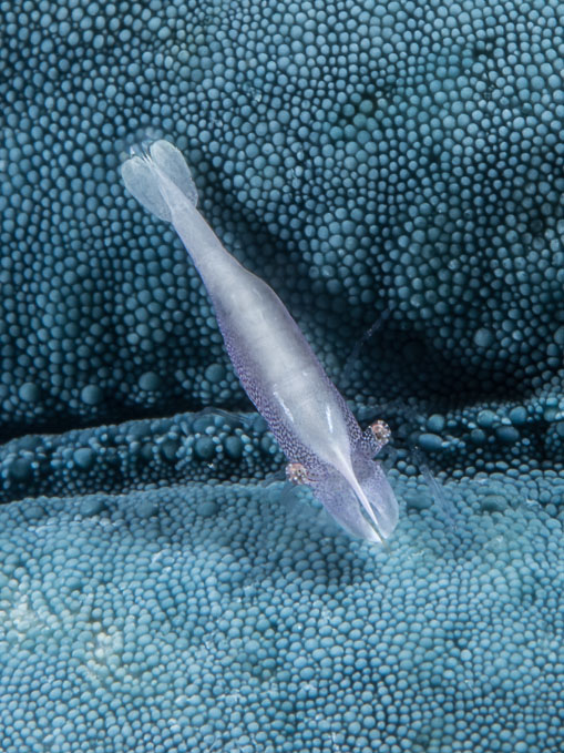 Commensal Shrimp (Periclimenes soror) on Seastar 