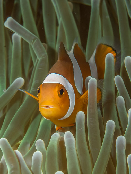 Nemo Again!