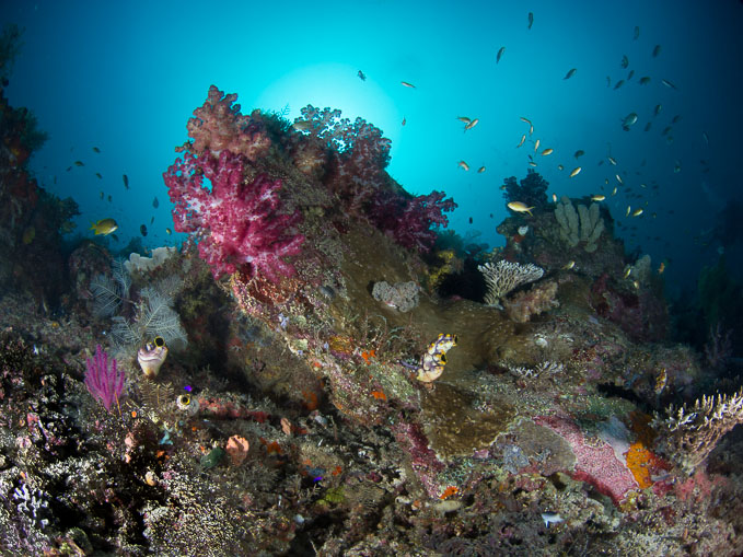 Riches of the Reef