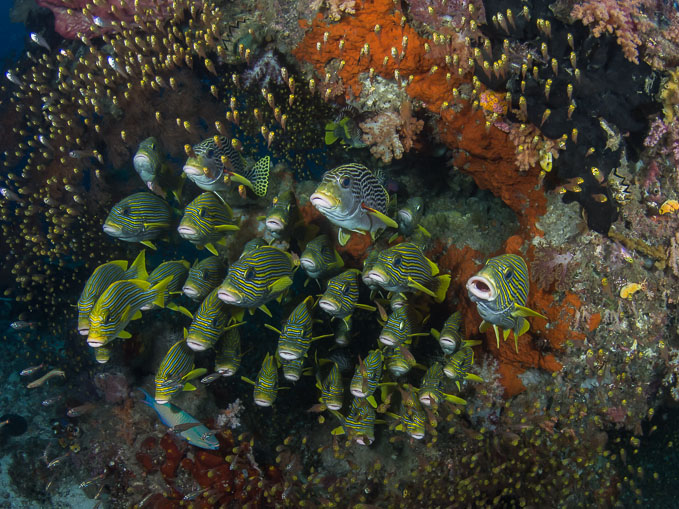 Sweetlips in the Current