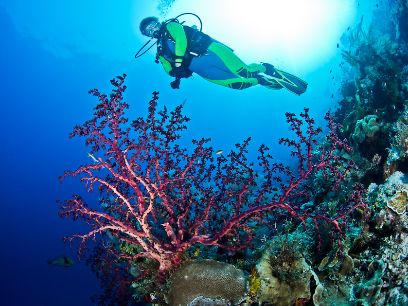 Dawn and Seafan - Cape Kri