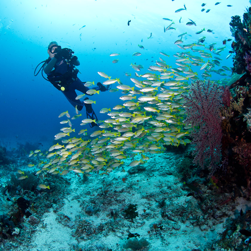 Jeff and Snapper - Mioskom Reef