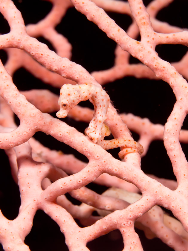 Pygmy Seahorse - Friwen Wall