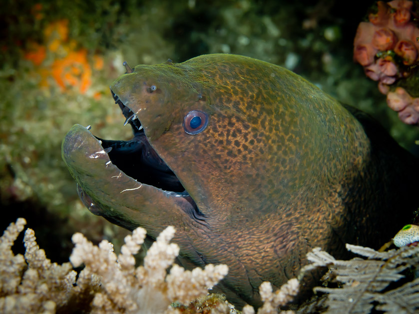 Giant Moray - Teardrop Corner