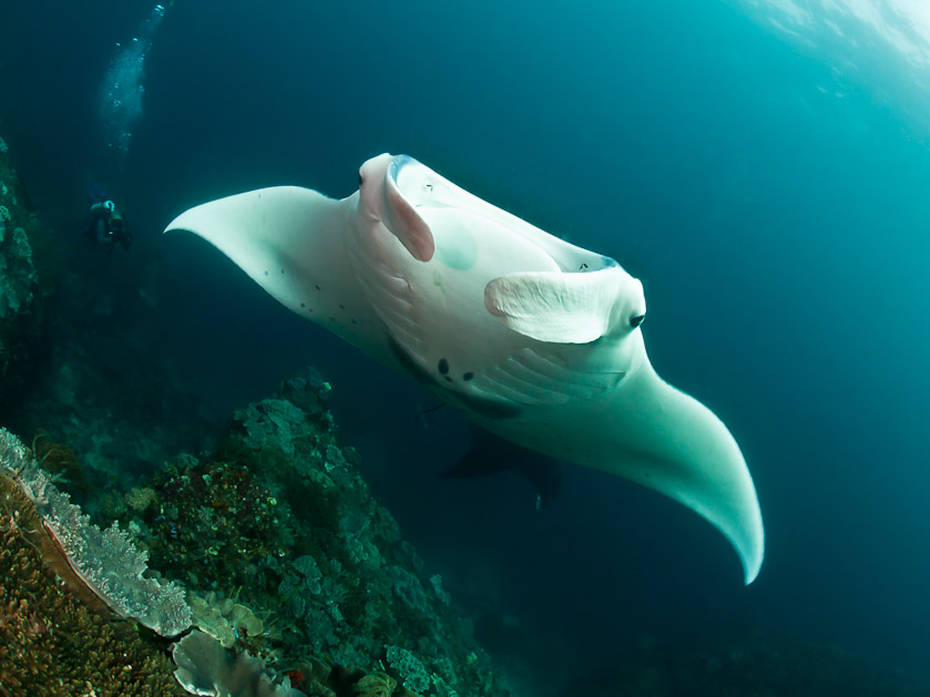 Manta Close-up - Eagle Rock I
