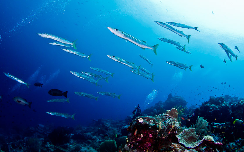 Barracuda in Current - Cape Kri