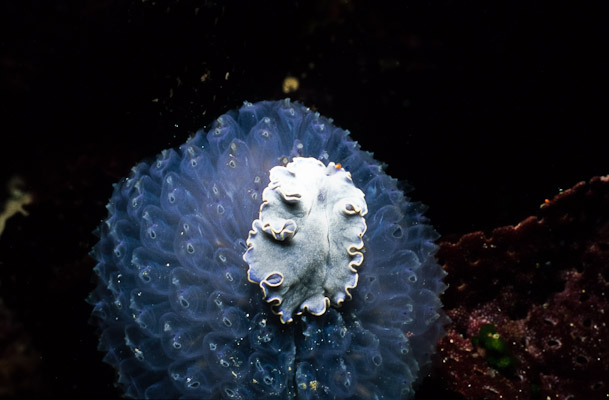 Flatworm eating Blue Ascidian