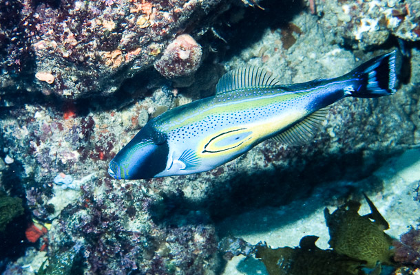 Horseshoe Leatherjacket