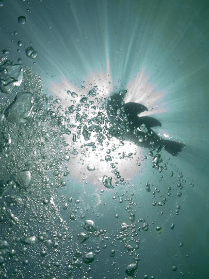 Bubbles and Sealion silhouette