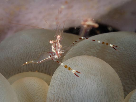 Commensal Shrimp - Nudibranch Reef