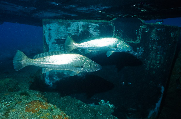 Mulloway at Rudder