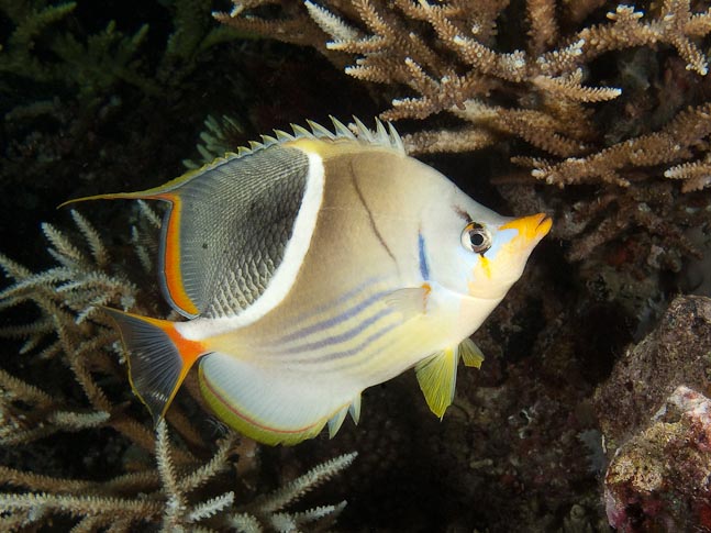 Saddled butterflyfish at night - Paulau Kecil, Indonesia