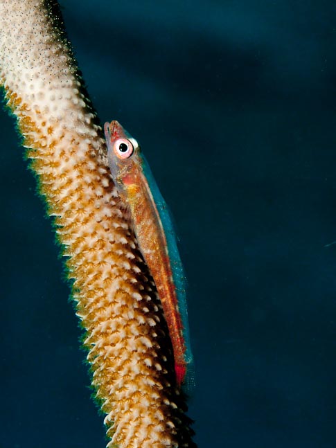 Loki whip goby - Bolung Point, Sulawesi, Indonesia