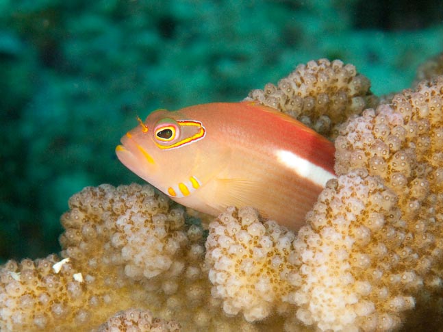 Ringeye hawkfish - Barracuda Point, Sulawesi, Indonesia