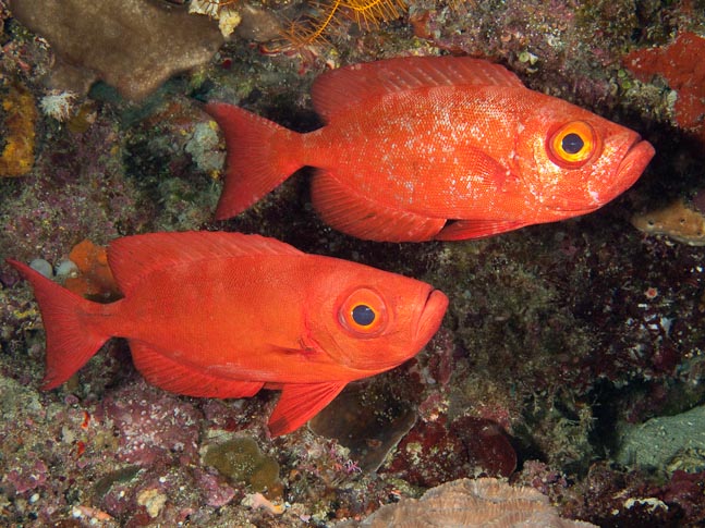 Crescent-tail Bigeye - Bunaken Timor, Sulawesi, Indonesia