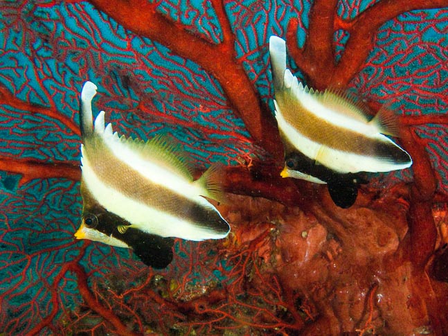 Bannerfish and Seafan - Vanessas Reef, PNG