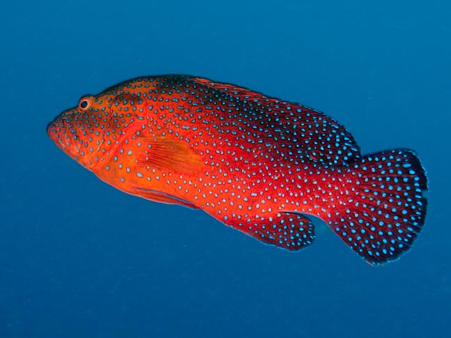 Grouper in the Blue - Meils Reef, PNG