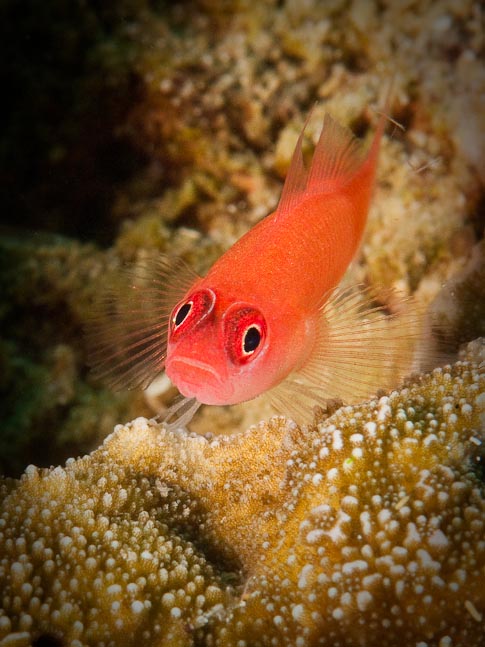 Ring-eye Pygmy Goby - North Emma, PNG