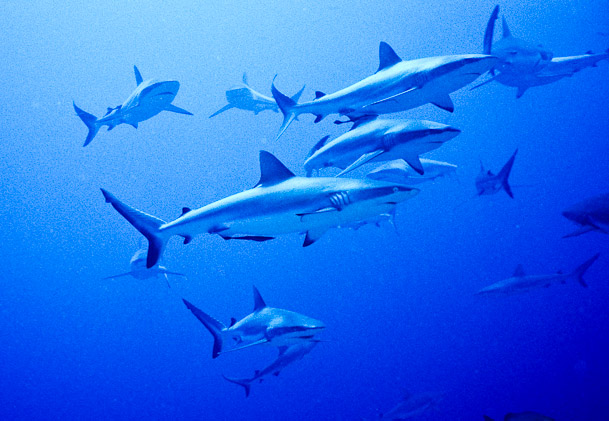 Cruising Grey-Reefies at Pizion Reef