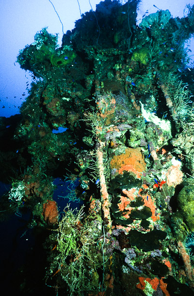 Growth on Foremast - San Francisco Maru