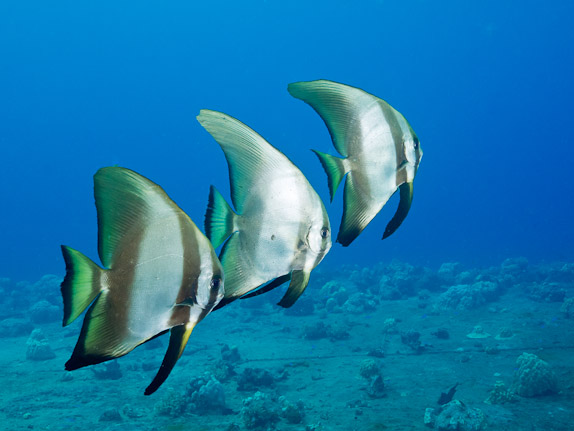 Batfish Trio - Rio de Janiero Maru