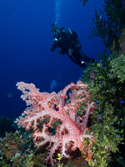 Soft Coral - Hoki Maru