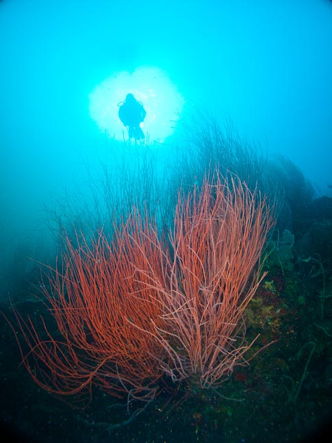 Sea Whip Silhouette - Kirsty Janes Reef, PNG
