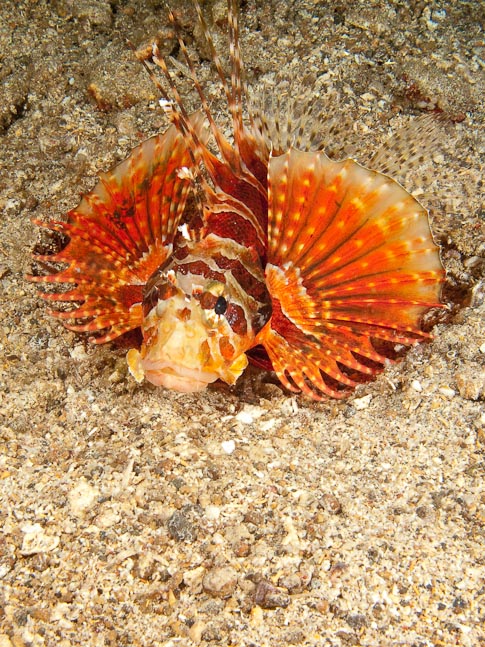 Shortfin Lionfish - Serena Kecil, Sulawesi, Indonesia