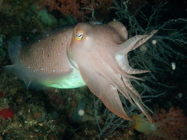 Cuttlefish - Cannibal Rock, Rinca Is, Indonesia